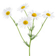 Chamomile flower isolated on white or transparent background. Camomile medicinal plant, herbal medicine. Bunch of chamomile flowers with green stem and leaves.