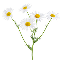 Wall Mural - Chamomile flower isolated on white or transparent background. Camomile medicinal plant, herbal medicine. Bunch of chamomile flowers with green stem and leaves.