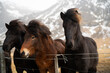 Portret koni (kucy) islandzkich