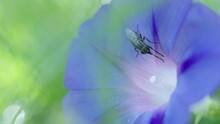 Macro Shot Of An Insect Collecting Pollen From A Purple Ipomoea (ipomoea Purpurea)
