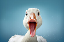 Portrait Of A Surprised Goose On Isolated Background