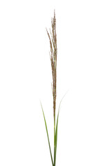 Wall Mural - Cane fresh, green reed seeds isolated on white, clipping path