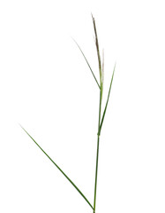 Canvas Print - Cane fresh, green reed seeds isolated on white, clipping path