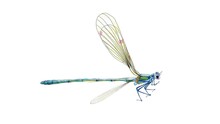 Looped Watercolor Drawing Dragonfly Animation For Video Collage, For Web Backgrounds, Promotional Posters, With Alpha Background