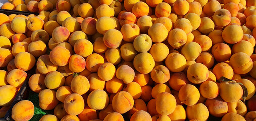 Wall Mural - Ripe sweet apricots on a counter at a fair. Sale and purchase of apricots. Apricot harvest. Summer fruits and berries background. Apricots in bulk at the market.