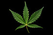 Green Hemp Leaf on dark color
background. Medicine concept of medical
marijuana treatment with cannabis, hemp leaf.
Minimalism style. Concept of a legalization of
cannabinoid product