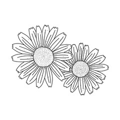 Canvas Print - Camomile flower floral doodle hand drawn vector illustration isolated on white background