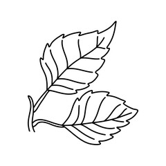 Canvas Print - Hand drawn doodle of birch leaf outline. Line art style isolated on white background.