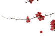 Red and maroon flower tree branch, transparent.