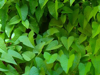 background of heart shaped green leaves of the antigonon leptopus plant or (Coral Vine, Bellísima, Corallita, Honolulu Creeper, Mexican Creeper, 珊瑚藤, air mata pengantin)