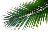 Fototapeta  - Cut out palm leaves foliage isoalted on transparent background generative ai