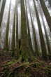 © pumppump - Old Big tree at Alishan national park area in Taiwan.