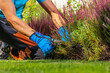 © Tomasz Zajda - Gardener Cleaning Garden Plants by Removing Dead Plant Leaves