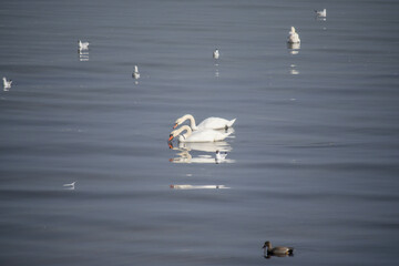 White swans swim together with seagulls and ducks in the sea