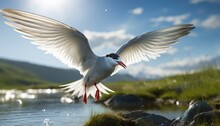 Photo Of A Majestic White Arctic Tern Bird Gracefully Soaring Over A Tranquil Body Of Water