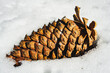 © Andrew Kornylak - Large pine cone in the snow, closeup
