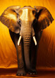 Animal portrait of a elephant on a golden background conceptual for frame
