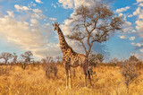 Fototapeta Sawanna - Giraffe in Krueger National Park