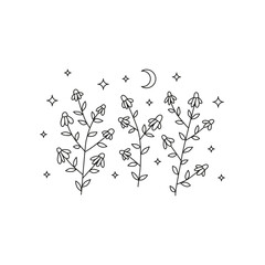 doodle celestial chamomile flowers.