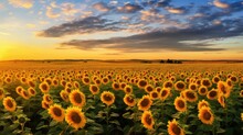 Yellow Kansas Sunflower Fields Illustration Landscape Flower, Nature Suncrop, Agriculture Sunlight Yellow Kansas Sunflower Fields
