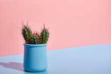 Creative Shot. Art Cactus On A Two-tone Bright Pink-blue Background In The Sun With Childish Shadows. Copy Space.