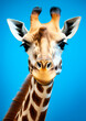 Animal portrait of a giraffe on a blue background conceptual for frame