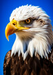 Animal portrait of a eagle on a blue background conceptual for frame