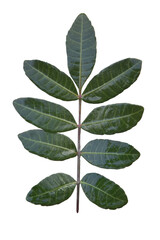 Wall Mural - green leaves isolated on white background. Green Leaf PNG. Png Branch 