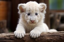 Adorable Cute White Lion. Fur Mammal. Generate Ai