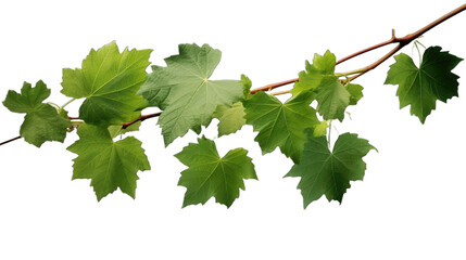grape leaves vine plant branch with tendrils in vineyard isolate on transparent background