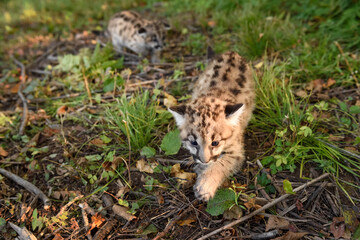 Wall Mural - Cougar Kitten (Puma concolor) Steps Forward Sibling Follows Autumn