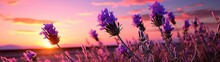 Closeup Lavender Panorama Landscape Sunset, Over Field Of Lavender, Ultra-wide, Panorama, Panoramic