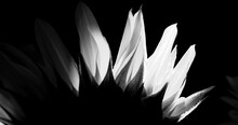 Black And White 4k Footage Of Sunflower Detail With Yellow Beautifl Petals Black Bagroun - Ecology Warmt And Bio Concept