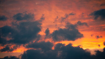 Wall Mural - Single bird in flight against sky during orange sunrise