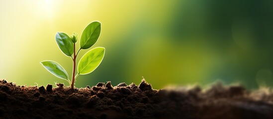 Wall Mural - Morning light illuminates a young plant against a green bokeh background symbolizing new life and Earth Day