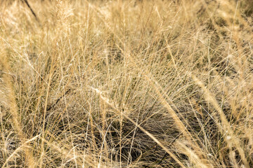 Poster - Tangle of Dried Grasses In Big Bend