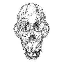 Orangutan Skull Or Orang-utan Skull, Monkey Skull Hand Drawn, Isolated On White. Drawing Sketch Of The Skull Of Great Ape. Witchcraft, Halloween, Occultism, Mythology And Folklore Attribute. Vector.