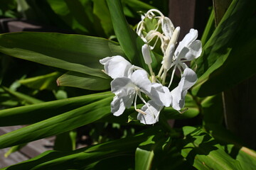 Wall Mural - White ginger lily flowers. Zingiberaceae perennial plants native to tropical Asia. Flowering season is from August to October. It is the national flower of Cuba.