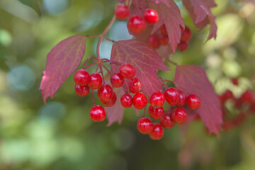 Wall Mural - Guelder Rose berries, pretty ornamental plant with bright juicy berries (Viburnum opulus)