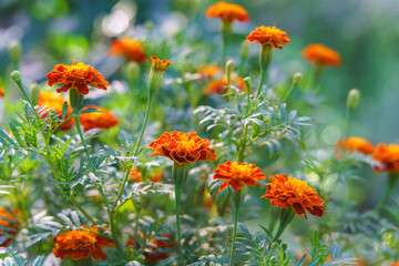 Wall Mural - Beautiful marigold flowers bloom in the garden. Beautiful bright orange and green floral background