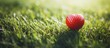 Valentine s Day golf ball on green grass background with heart