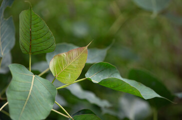 Canvas Print - close up green leaves background