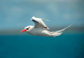 Sticker - Galapagos Tropic Bird