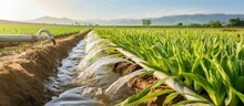 Water On A Farm Leek Onion Plantation Flows Through Irrigation Canals Conservation Of Water And Reduction Of Pollution In Agriculture Plant Care And Food Growth