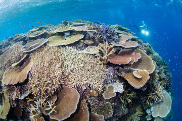 Wall Mural - snorkeling scuba diving in the great barrier reef on a sunny day with clear water ocean