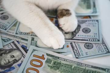 Wall Mural - Closeup of cute cat paws on dollar banknotes. Loan,salary,savings,cost of living,busines concept.Expenses for animal care