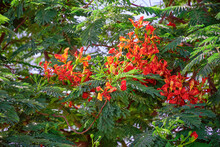 Buds And Red Flowers Of Royal Poinciana Or Delonix Regia Or Flamboyant