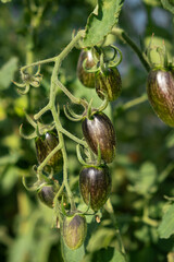 Poster - A lot of green tomatoes on a bush in a greenhouse. Tomato plants in greenhouse. Green tomatoes plantation. Organic farming, young tomato plants growth in greenhouse.