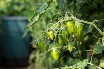 Poster - A lot of green tomatoes on a bush in a greenhouse. Tomato plants in greenhouse. Green tomatoes plantation. Organic farming, young tomato plants growth in greenhouse.