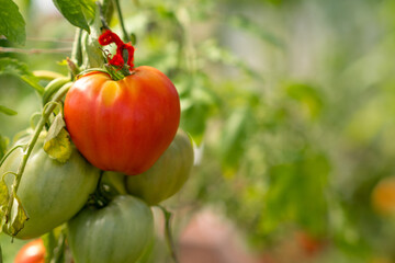 Poster - Red, ripe and green large tomatoes on a bush in a greenhouse. Tomatoes in a greenhouse. Plantation of tomatoes. Organic farming, growth of young tomato plants in a greenhouse.